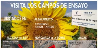 Realizan ensayos con distintas variedades de girasoles, en Cuenca
