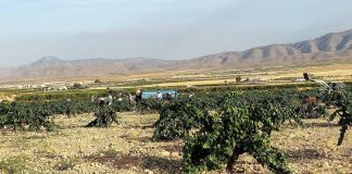 DO Jumilla espera cosecha de 70 millones de kilos de uva