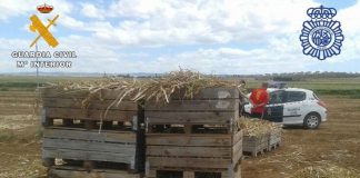 36 detenidos y 144 identificados en inspecciones en campaña del ajo