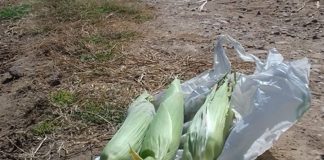 Lamentan robo de mazorcas de maíz en la provincia de Guadalajara maiz