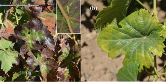 Escasa incidencia del mosquito verde en las viñas de Castilla-La Mancha