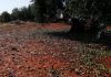 Comienza el período para contratar diversas líneas de seguros agrarios olivar pedrisco