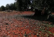 Comienza el período para contratar diversas líneas de seguros agrarios olivar pedrisco