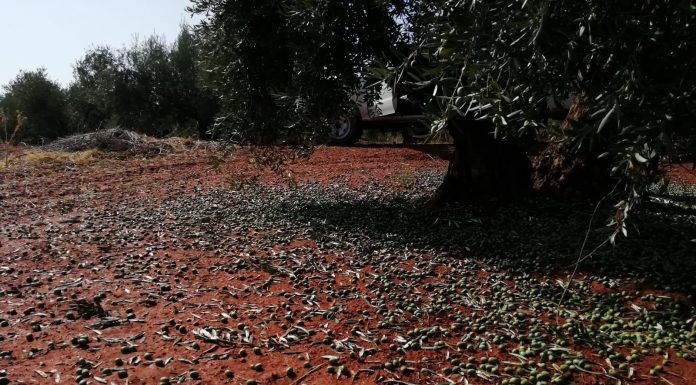 Comienza el período para contratar diversas líneas de seguros agrarios olivar pedrisco