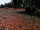 Comienza el período para contratar diversas líneas de seguros agrarios olivar pedrisco