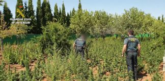 Desarticulado grupo dedicado al cultivo de marihuana en fincas rústicas ciudadrealeñas