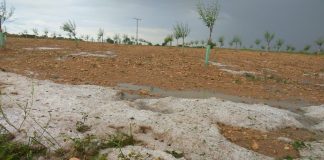 Pedrisco y temperaturas marcan marzo y provocan daños en los cultivos