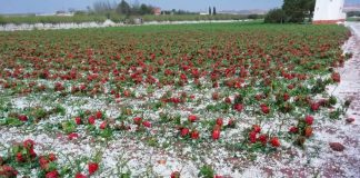 El campo cerrará 2024 con otra siniestralidad histórica impulsada por sequía, heladas y pedriscos pedrisco