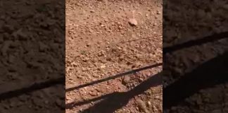 Arrancando viñas alegando impago