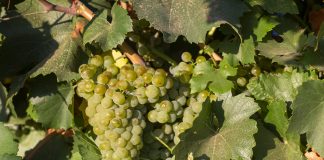 Insta a los viticultores a que denuncien las malas prácticas del sector industrial ante la Agencia de Información y Control Alimentario (AICA)