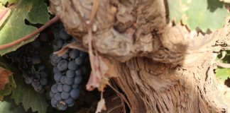 La cosecha de uva de la DO La Mancha se reducirá en un 20% respecto a la campaña anterior