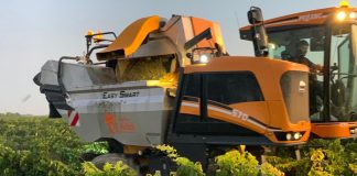 Se generaliza la vendimia en el mayor viñedo del mundo vendimia