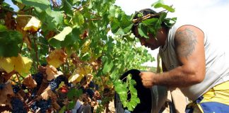 ¿Cuánto cobra un temporero a la hora en la vendimia francesa? vendimia