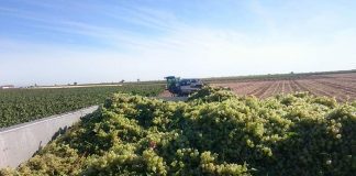 ASAJA Ciudad Real confía en que los precios de la uva suban a medida que avance la vendimia en la región