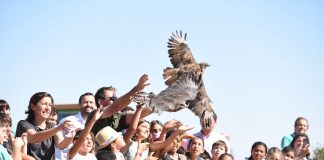 Extraordinaria labor de técnicos en rescate y tratamiento aves en peligro