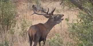 Vídeo: Comienza la berrea en la provincia de Ciudad Real