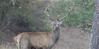 Galería de imágenes: Berrea en provincia de Ciudad Real