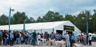 La caza sostenible, la mixomatosis en las liebres, la tórtola europea o las rehalas, serán analizados en FERCATUR 2019