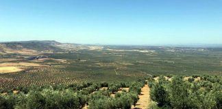 Cómo aumentar la rentabilidad de la actividad agrícola en Castilla-La Mancha