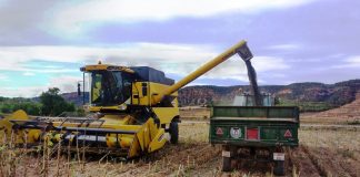 Asaja Cuenca alerta del grave riesgo que corre el cultivo del girasol por la falta de rentabilidad y los bajos precios siega