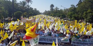 ASAJA, COAG y UPA convocan una gran manifestación en defensa del olivar tradicional