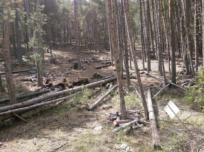 bosque tala árboles