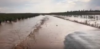 La lluvia anega un camino entre viñedos, en Valdepeñas