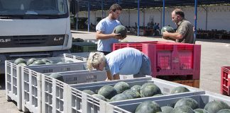 Cooperativas Agro-alimentarias Castilla-La Mancha valora positivamente la evolución de la campaña de melón y sandía en la región