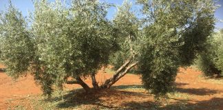 El Pleno municipal de Carrizosa aprueba solicitud de zona catastrófica