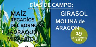 Jornadas sobre girasol y maíz en Guadalajara