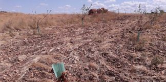 ASAJA pide declarar emergencia cinegética zona este de Campo de Montiel