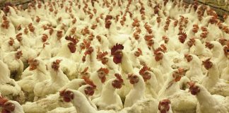 Piden paralizar la tramitación de una granja avícola por la gripe aviar