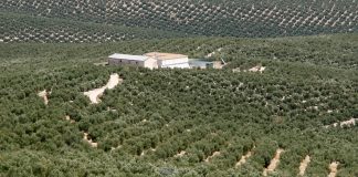Gran preocupación entre los olivareros: “La cosecha puede hundirse un 40%”