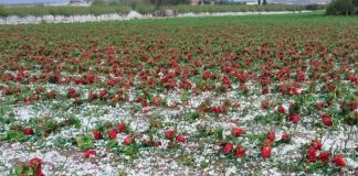 Ciudad Real, incluida en ayudas por zonas afectadas por temporal