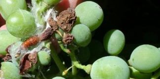 ¿Cuáles son las principales plagas del viñedo de Castilla-La Mancha? polilla del racimo