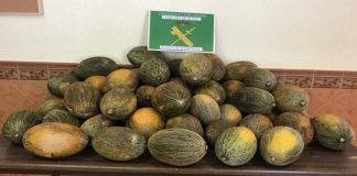 Investigados por robar 20.000 kilos de melones, en Toledo