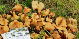 UCLM publica la Guía de setas de la provincia de Cuenca