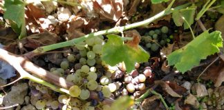 Preocupación ante descomposición de la uva no vendimiada en La Mancha