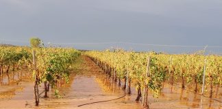 Las lluvias anegan parcelas de viñedo de La Mancha y Valdepeñas
