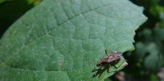 Cultivos que favorecen la presencia de insectos. Fundación Global Nature