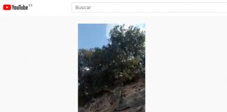 VIDEO: Cervatillos paseando por Ruidera a plena luz del día