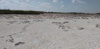 Sequía marca campaña anillamiento de aves palustres en La Mancha Húmeda