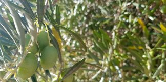 Los rendimientos de la aceituna son los más bajos de las últimas campañas