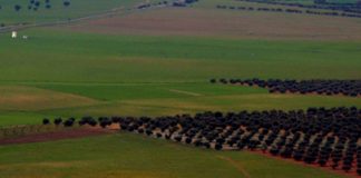 Ayuntamiento de Gálvez pide a Agricultura iniciar procedimiento de concentración parcelaria