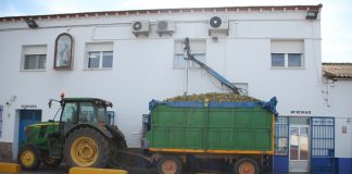 Cooperativa Santa Catalina finaliza vendimia con 33 millones de kilos