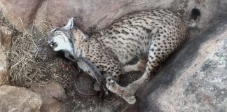 Alertan de la muerte de cuatro linces por actividades cinegéticas