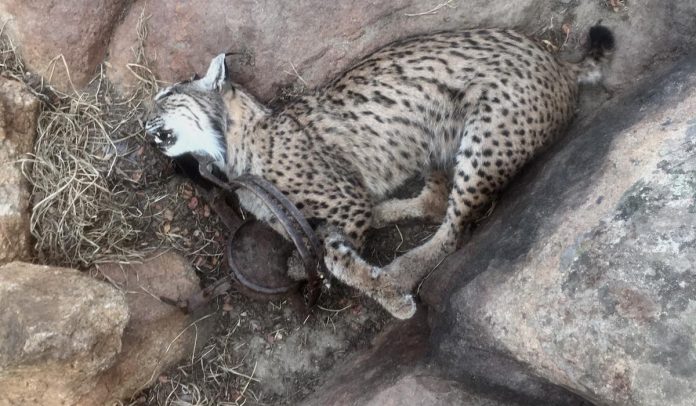 lince-en-cepo_toledo_sept2019