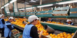 La brecha salarial se mantiene en el campo, ¿es cuestión de fuerza o de desigualdad? trabajadora