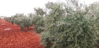 ¿Cómo encarar el tratamiento otoñal del cultivo de olivar?