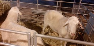 Crece el número de sementales de raza Manchega ovejas